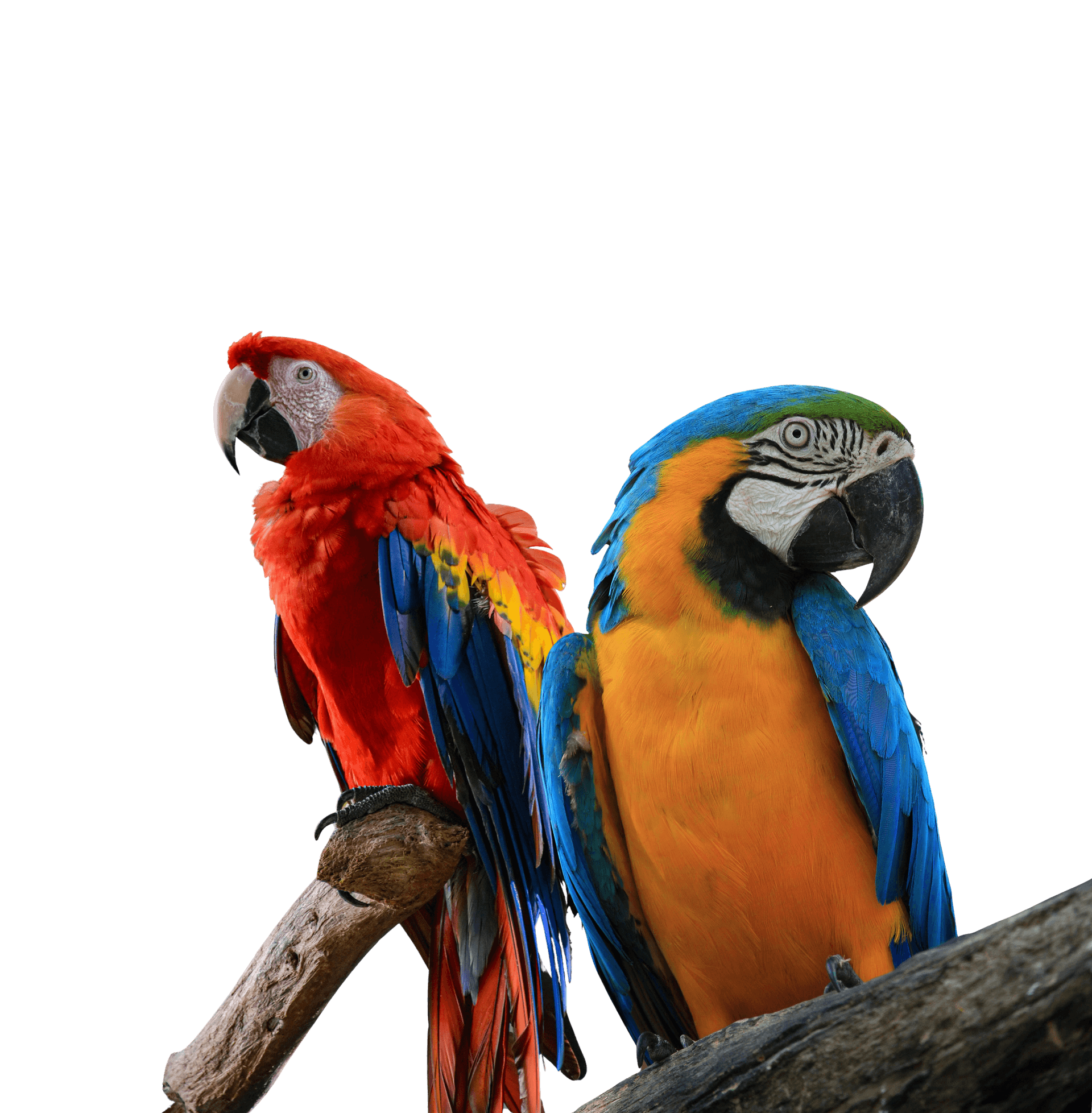 Blue-and-gold Macaw