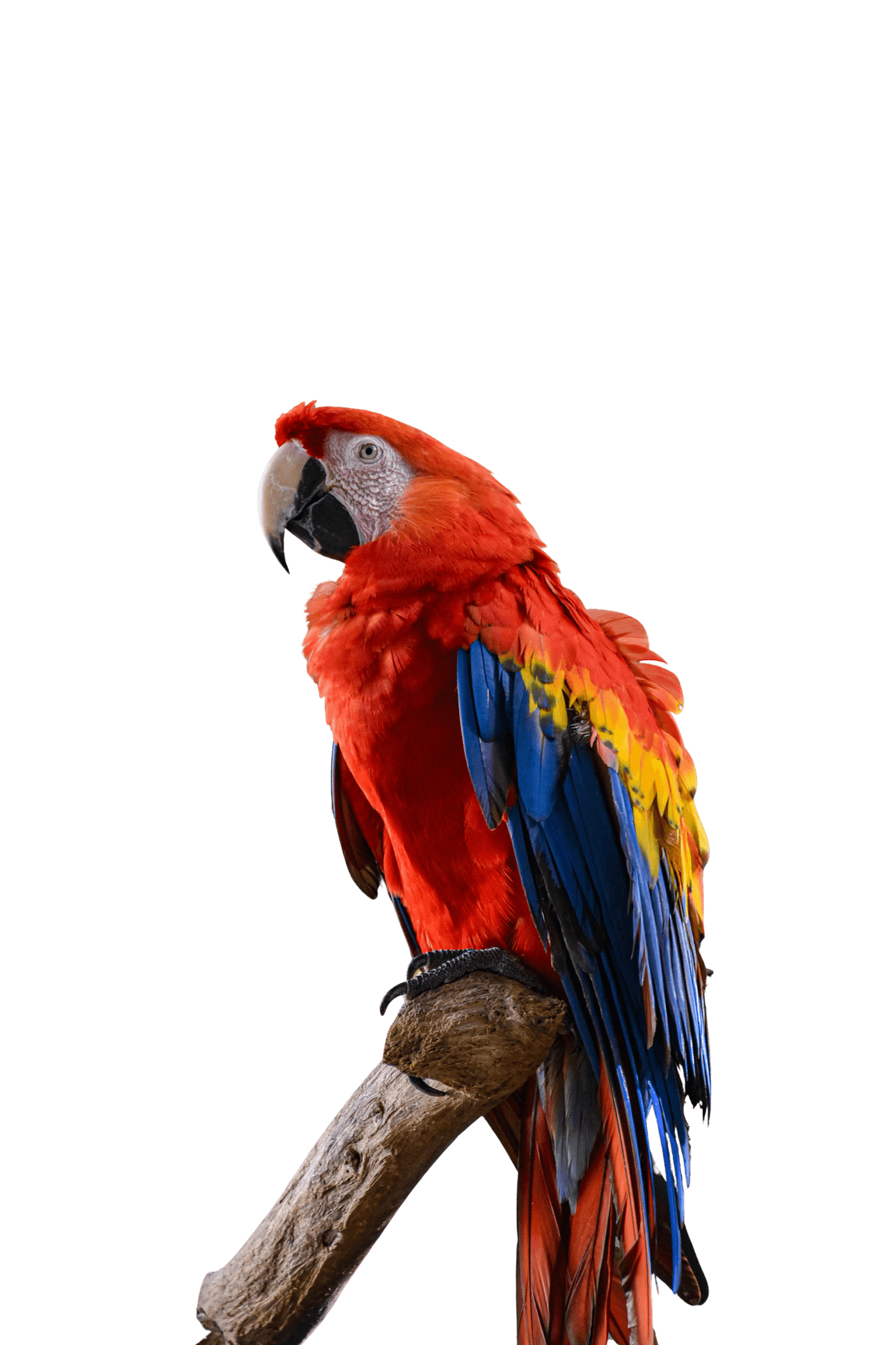 Blue-and-gold Macaw